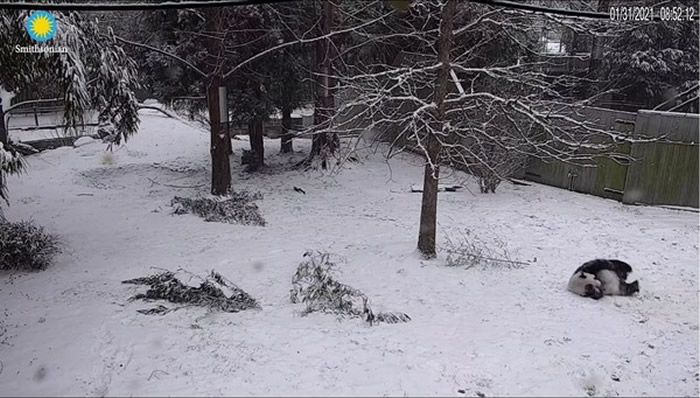 ����ʷ��ɭ����Ҷ���԰����è���������ѩ���С������ɡ� ���������22��������Ľ