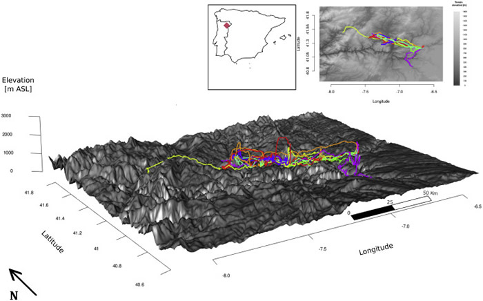 《当代生物学》:新研究揭示蝙蝠高空飞行的秘密
