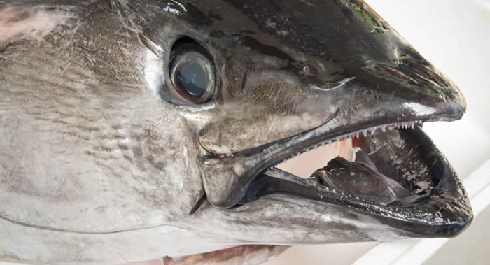 金枪鱼体内发现可以对抗新冠病毒(SARS-CoV-2)的物质