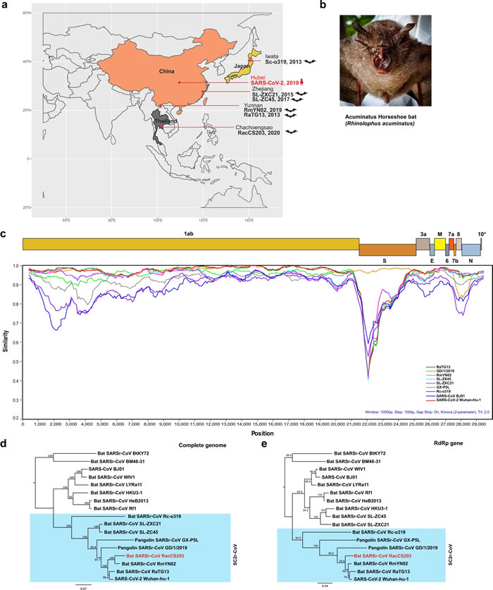 泰国洞穴5只大角菊头蝠体内发现与新冠病毒相关的冠状病毒RacCS203