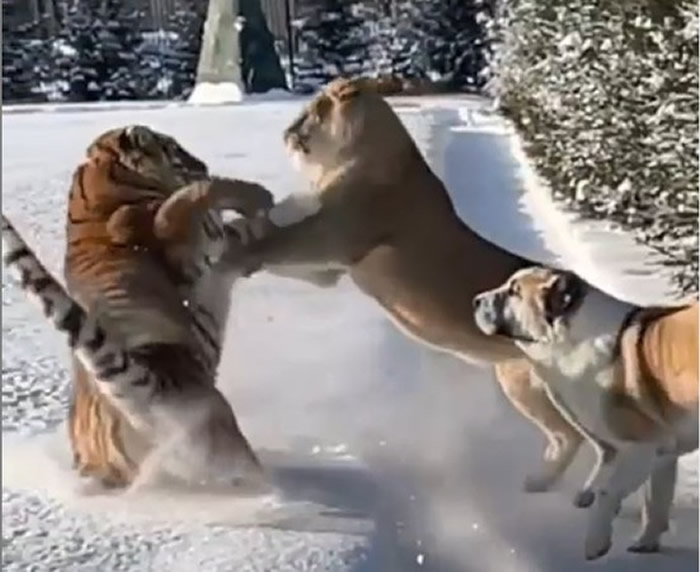 ����˹һֻ�ϻ��͹�ɢ�� ��·ɱ��һͷʨ�Ӷ�����˵�����ϻ���ȥ