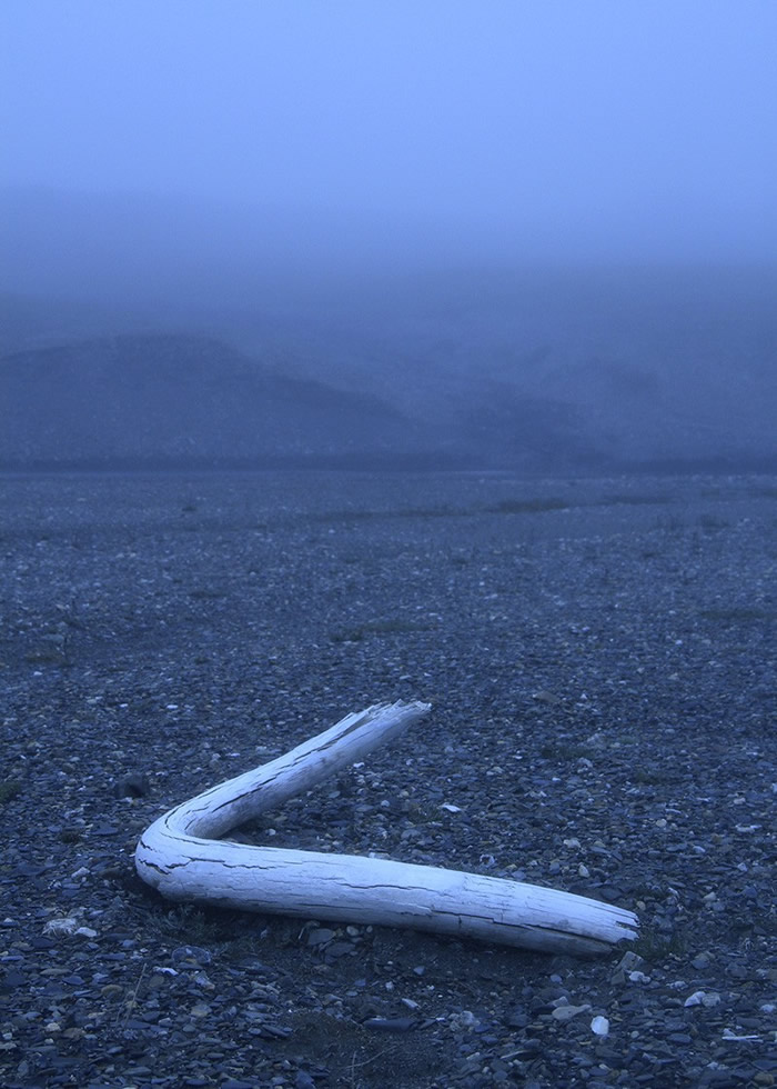 西伯利亚永久冻土中超过百万年的猛犸象化石保存了有史以来最古老的DNA