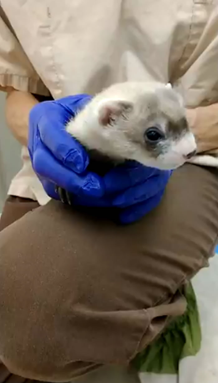 美国科学家首次成功地克隆出濒临灭绝动物黑足雪貂