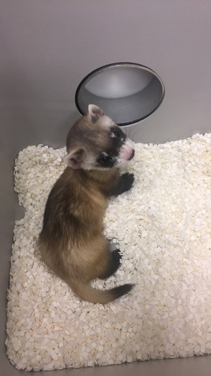 美国科学家首次成功地克隆出濒临灭绝动物黑足雪貂