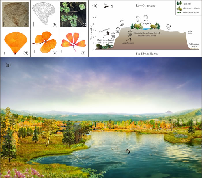 显示化石(a-b)和现存(c-f)的小型挺水植物——蕨类苹属,重建的晚渐新世(距今约24百万年)伦坡拉古湖周围暖温带针阔混交林植被和生态系统(g),以及高原中部