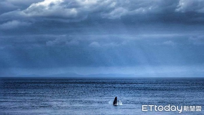 罕见大翅鲸(座头鲸)在台湾兰屿椰油滩头海域现踪