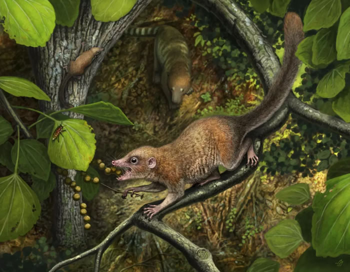 ϵ鳤දPurgatorius mckeeveriʯͿһ