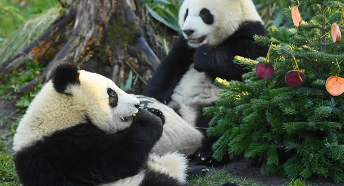 中国已有上百种珍稀濒危野生动物建立了稳定的人工繁育种群 大熊猫野生种群增至1864只