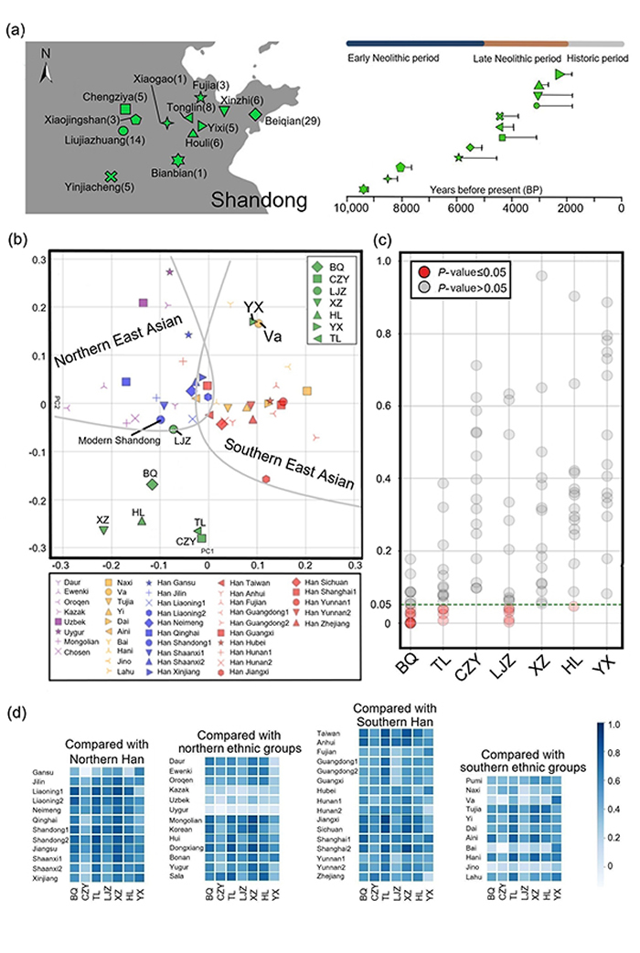 图1.古代山东人群线粒体基因组分析。(a)来自山东省12个考古遗址的古代人类的地理和时间分布;(b)山东古代人类与现代东亚人群的主成分分析图(PCA);(c)古