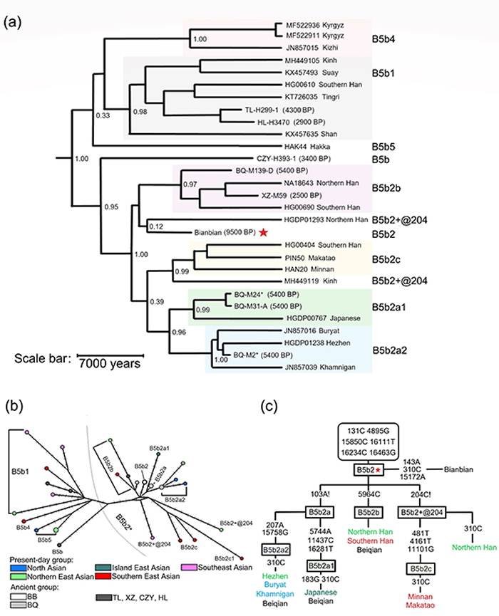 图2. B5b支系人群的基因分析。(a)使用BEAST软件计算的B5b支系人群的系统发育树;(b)B5b支系人群的网络分析图;(c)B5b支系下单倍体型所拥有的