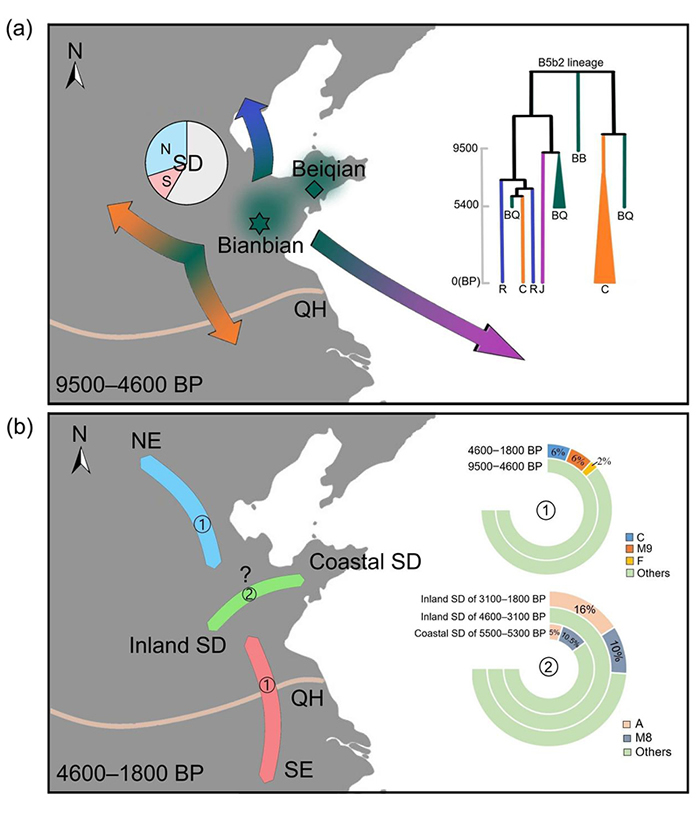 图3. 距今9500年到1800年前山东人群母系遗传历史。(a)图中饼图显示,距今9500年到4600年前的山东人群中同时包含东亚北方和南方人群相关的单倍体群(
