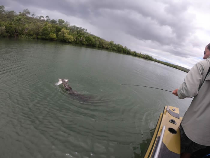 澳洲男子兴奋钓到黑边鳍真鲨 却被海中冲出鳄鱼抢走猎物
