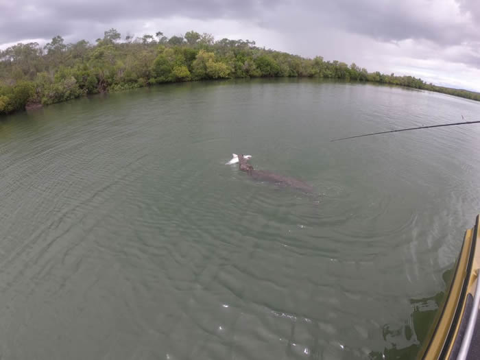 澳洲男子兴奋钓到黑边鳍真鲨 却被海中冲出鳄鱼抢走猎物