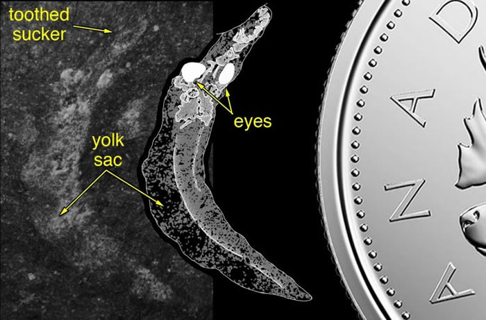 《自然》:新化石发现表明远古八目鳗幼体与现代幼体完全不同 更接近现代成年八目鳗