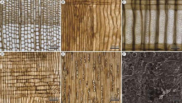 《古植物与古孢粉学论评》:新疆三塘湖盆地中侏罗世古气候环境和叶物候学新知