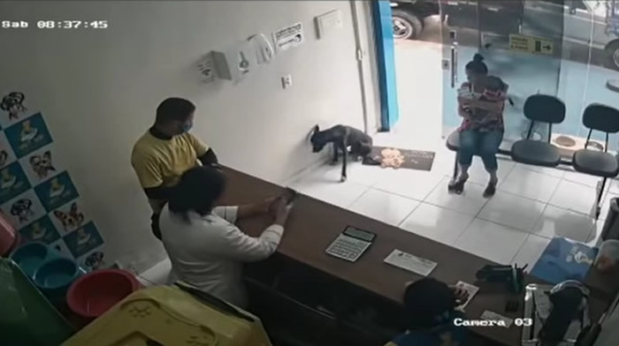 巴西一只流浪黑狗自己走进兽医诊所求救 没有插队坐在候诊区等候