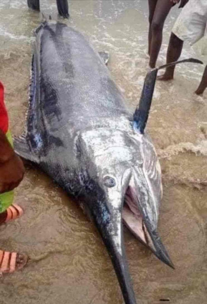 �����������Ӳ���3���ߴ����˷�����ȫ�� �����֪���Ǽ�ֵ������Ԫ�Ĵ�������ǹ��