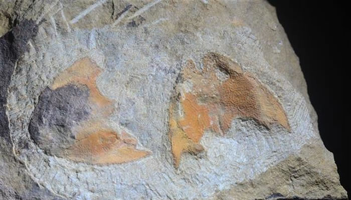 武汉发现“江夏鱼”化石 证明4亿年前这里曾是河口三角洲的滨海地貌