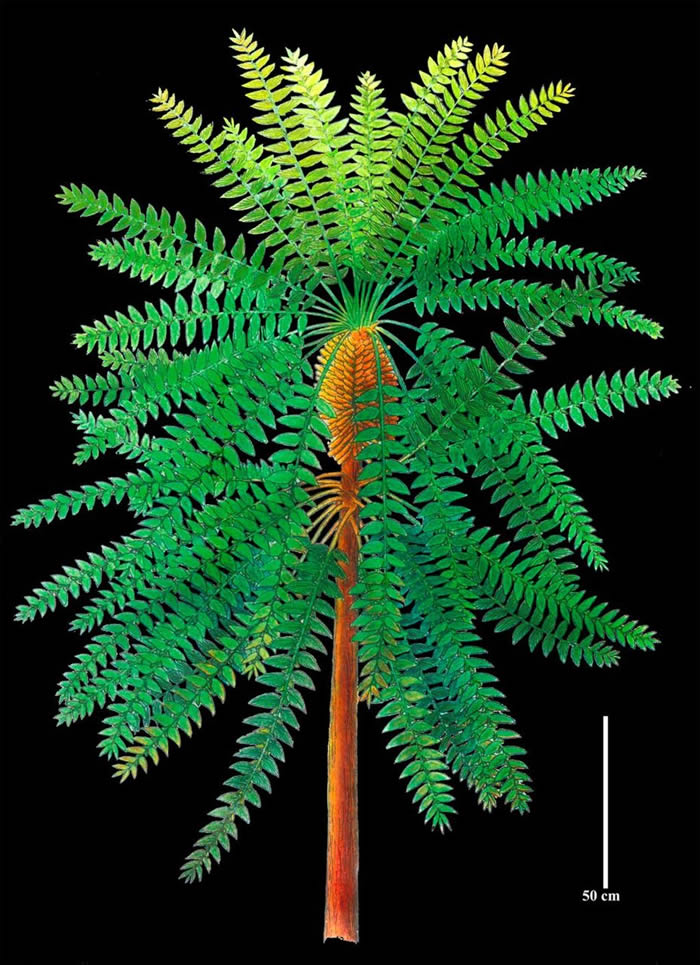 内蒙古乌海发现“史前植物的庞贝城” Noeggerathiales是种子植物谱系的高度进化成员