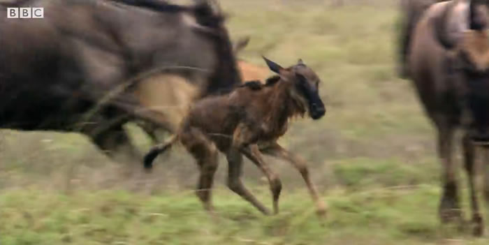 《BBC Earth》视频:刚出生站不稳的牛羚遭到鬣狗围捕 拼命狂奔竟成功逃过死劫