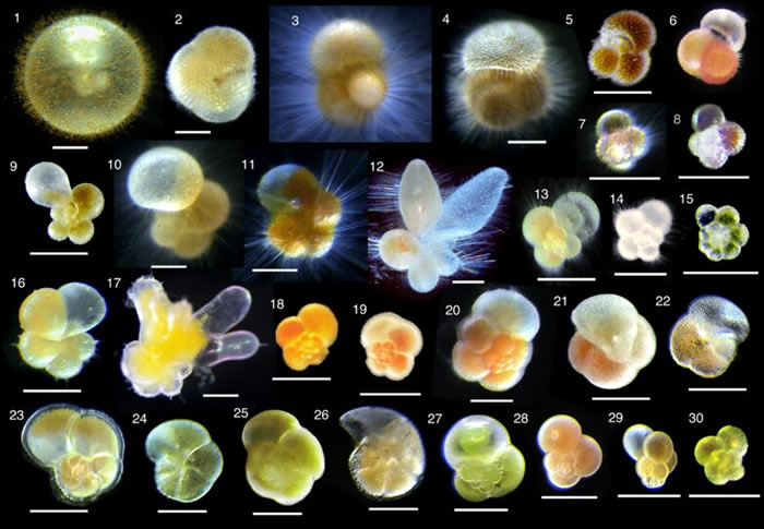 �¶ȿ��ƺ�����ɴ�̼ѭ�����������