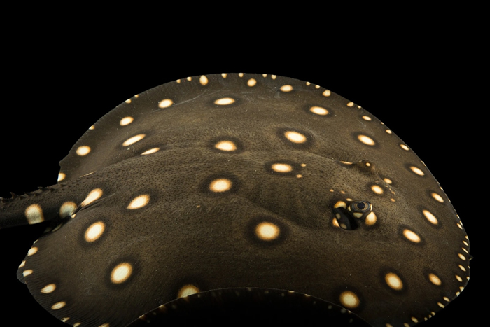鲨鱼礁水族馆(Shark Reef Aquarium)的金点魟(bigtooth river stingray)。这种魟鱼生活在巴西河流的泥泞河底。 PHOTO