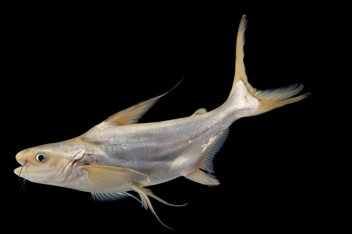 极度濒危的长丝𩷶(Pangasius sanitwongsei)。 PHOTOGRAPH BY JOEL SARTORE, NATION