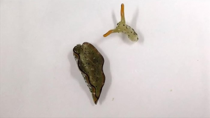 科学家发现,并不是每只海蛞蝓都有「自割能力」,有些海蛞蝓在自割完后便会死亡。(图/翻摄自YouTube/AP Digital Products)