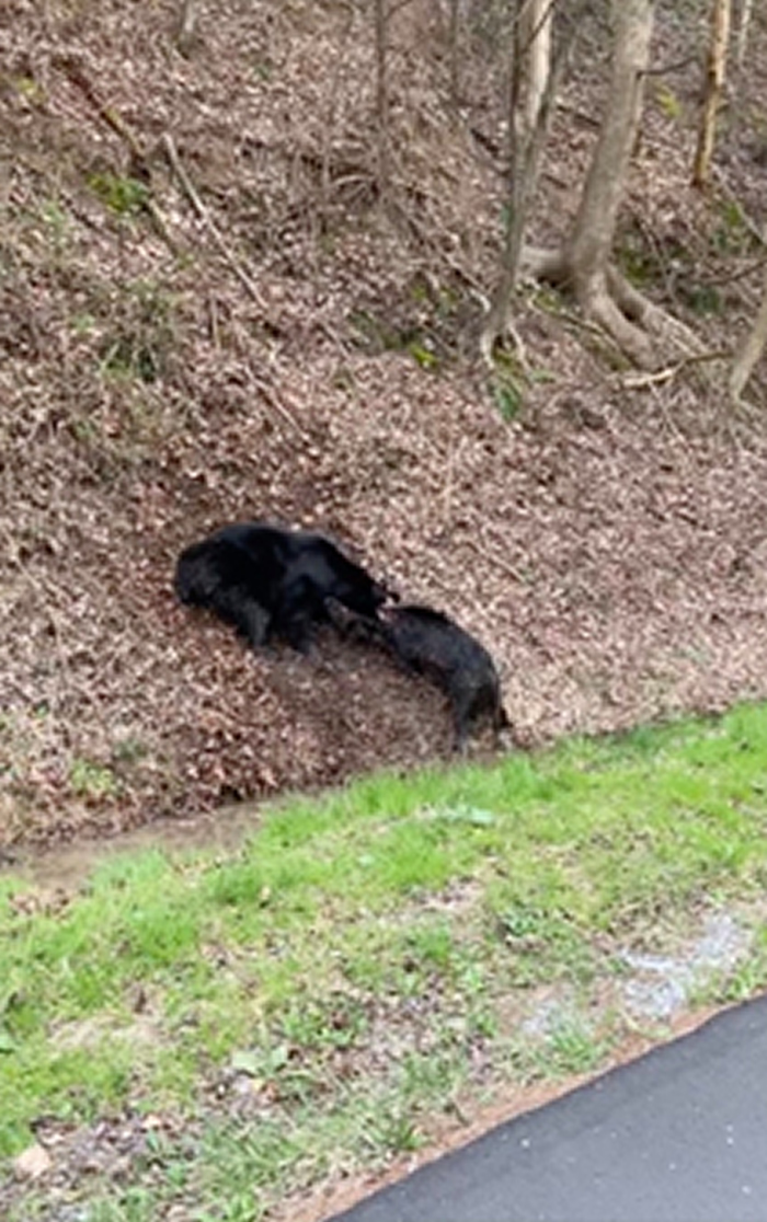 ��������������������Ŀ�ú��ܴ�սҰ���Ĳпử��