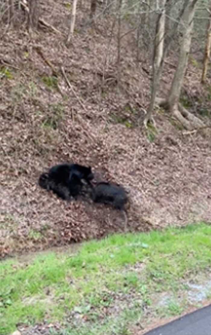 ��������������������Ŀ�ú��ܴ�սҰ���Ĳпử��