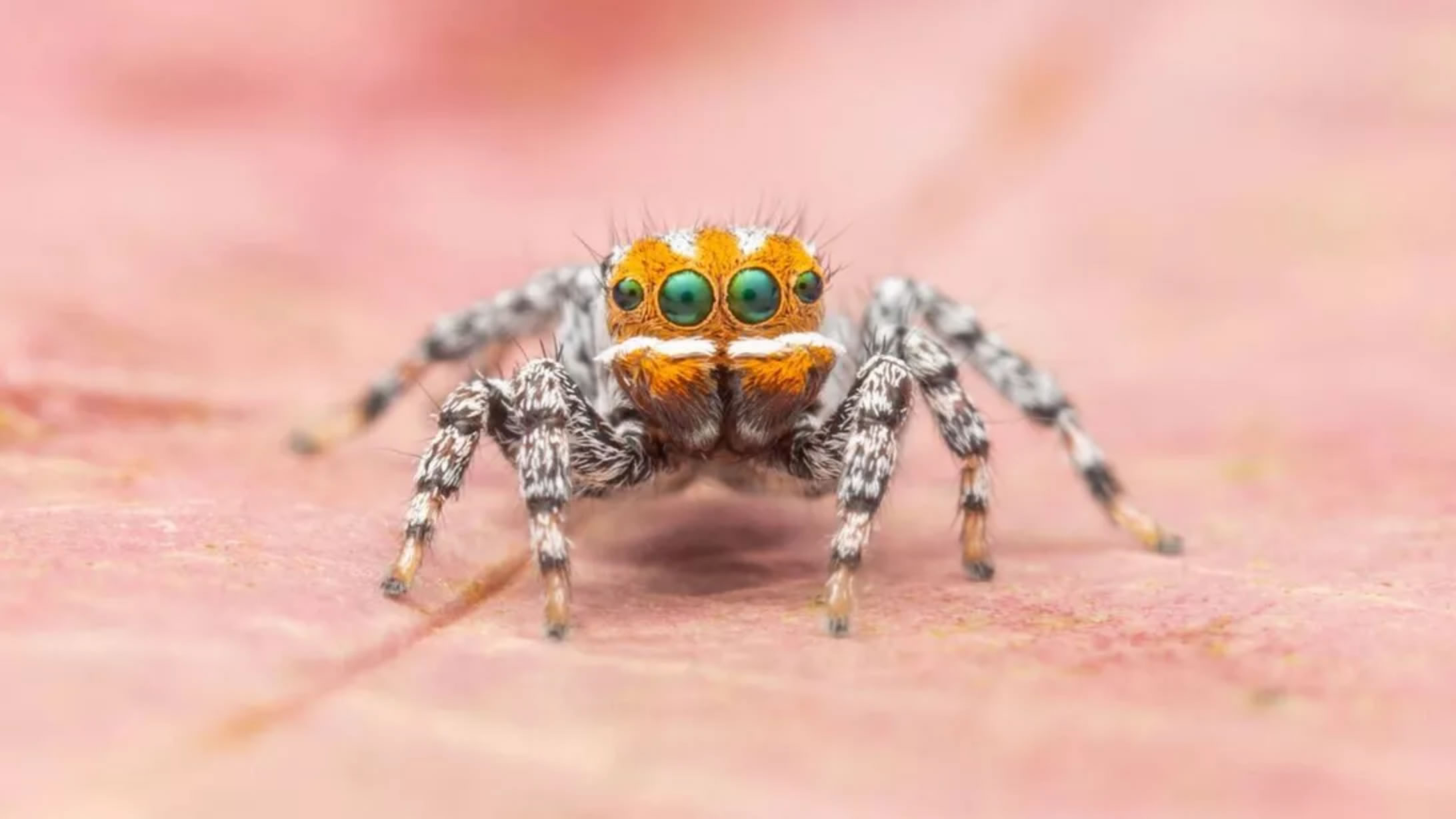 ĴǷֿȸ֩һƷMaratus nemo