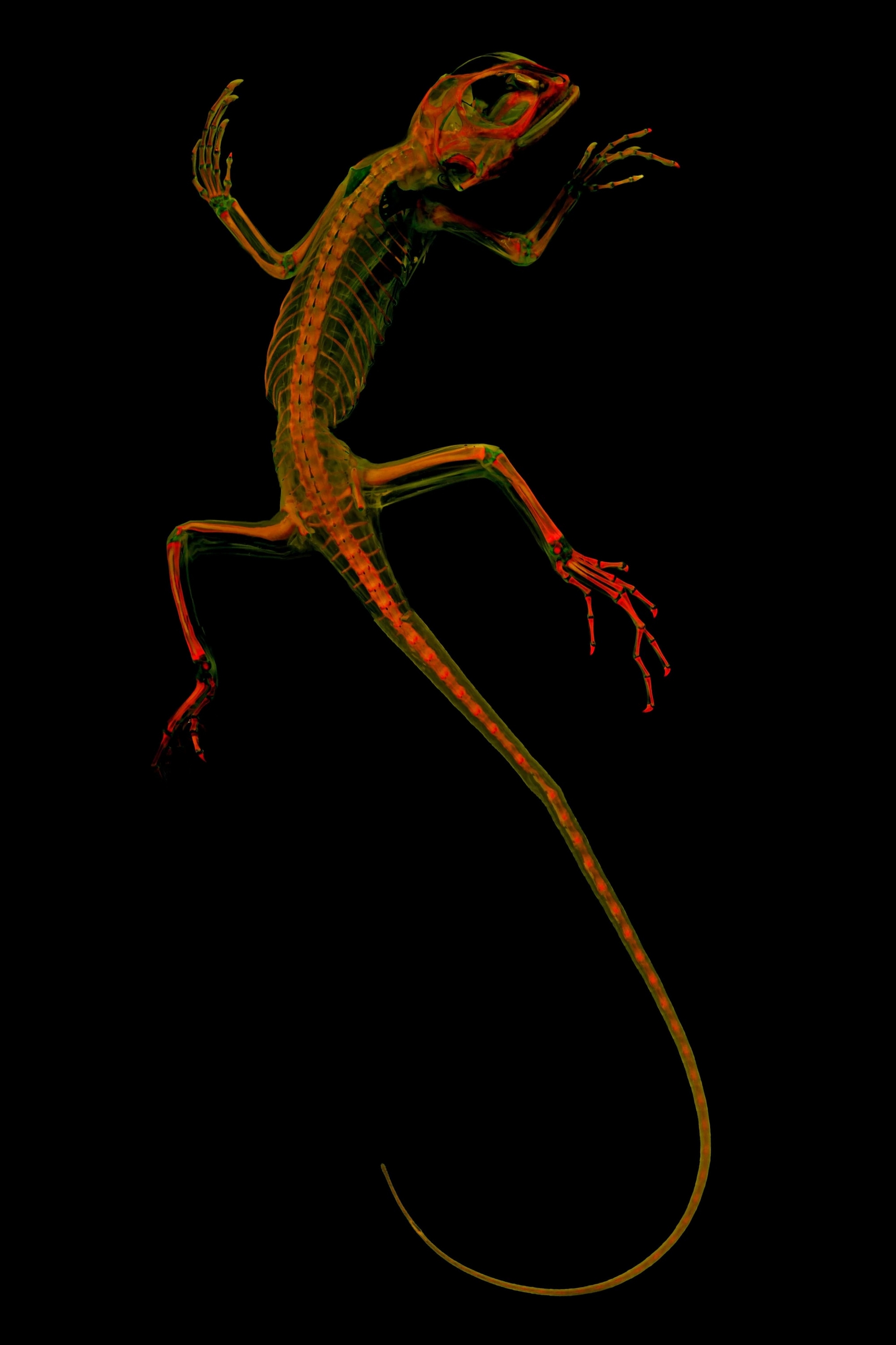 ᣨ blue-lipped tree lizardΪ׵оӰ̽ݻЩ PHOTOG