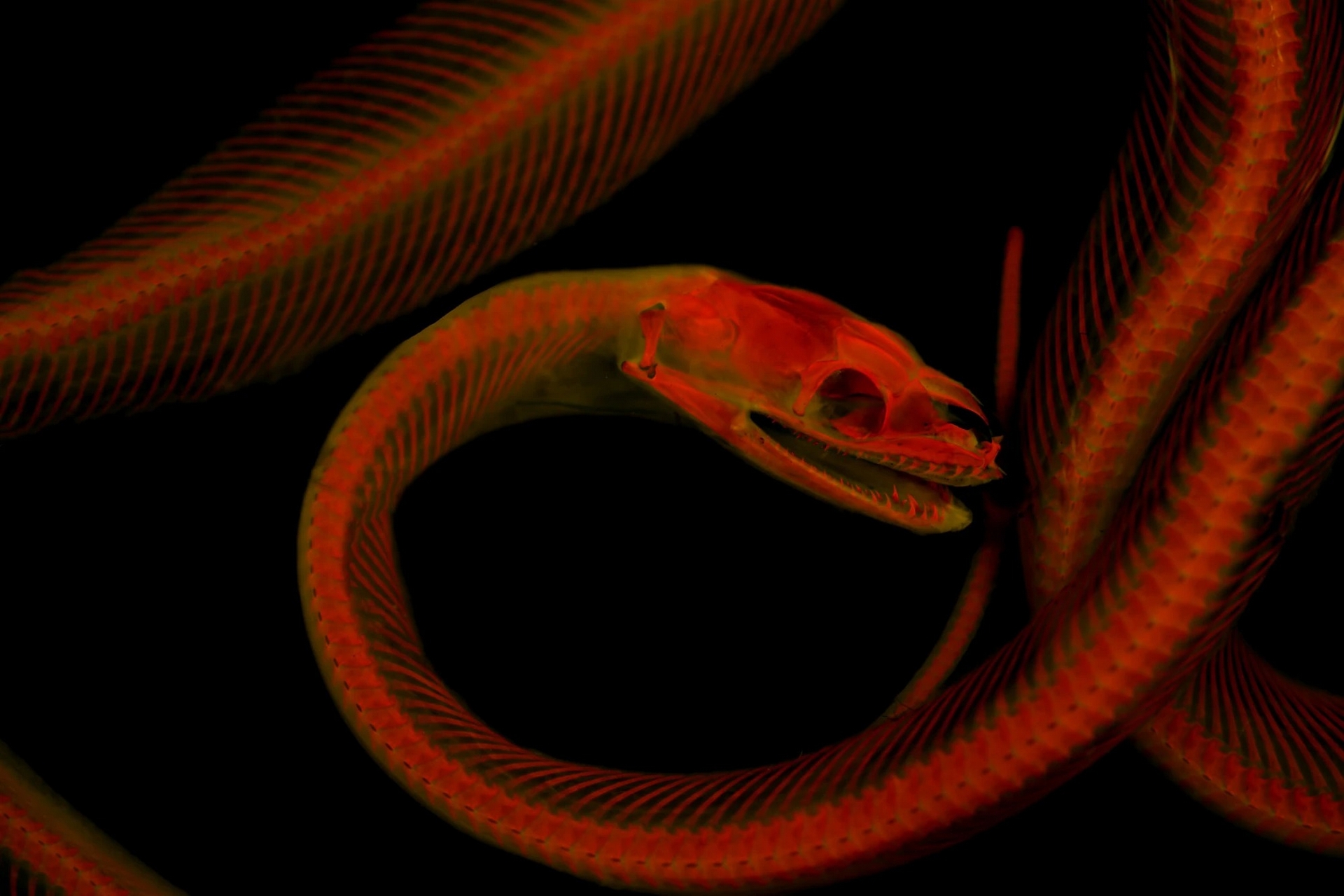 许多如马氏岩蟒这样的骨架,要是没有垫个纸巾就可能松垮垮的,很难出特定姿势。但明胶可以将这些骨架固定住,还能在摄影后清洗干净。 PHOTOGRAPH BY MAT