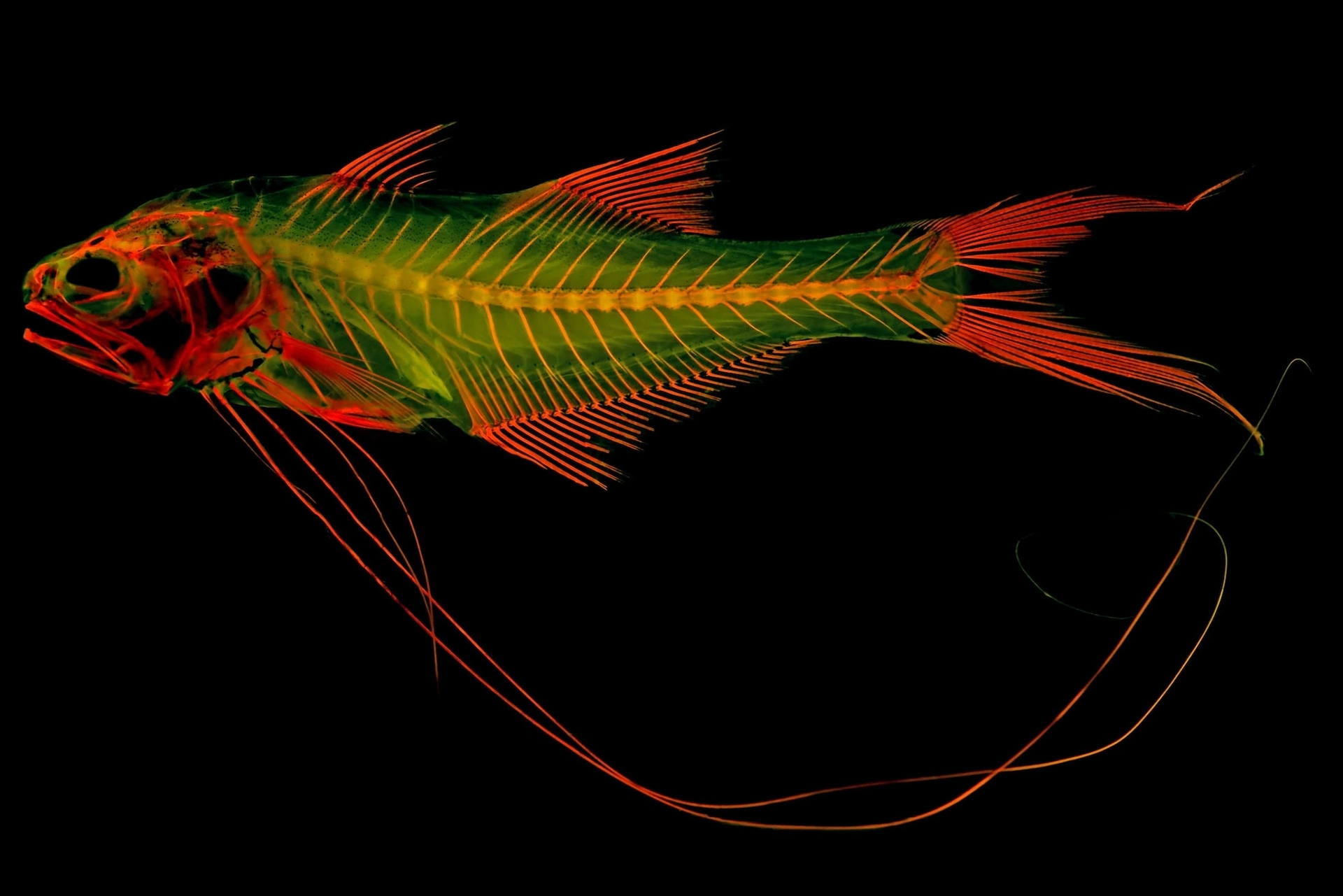 圣克劳德州立大学的生物学教授麦特.戴维斯以五丝长指马鲅(royal threadfin)染过红色染剂的骨骼标本为例,说明这项技术与夜光玩具的原理类似,在特定波长