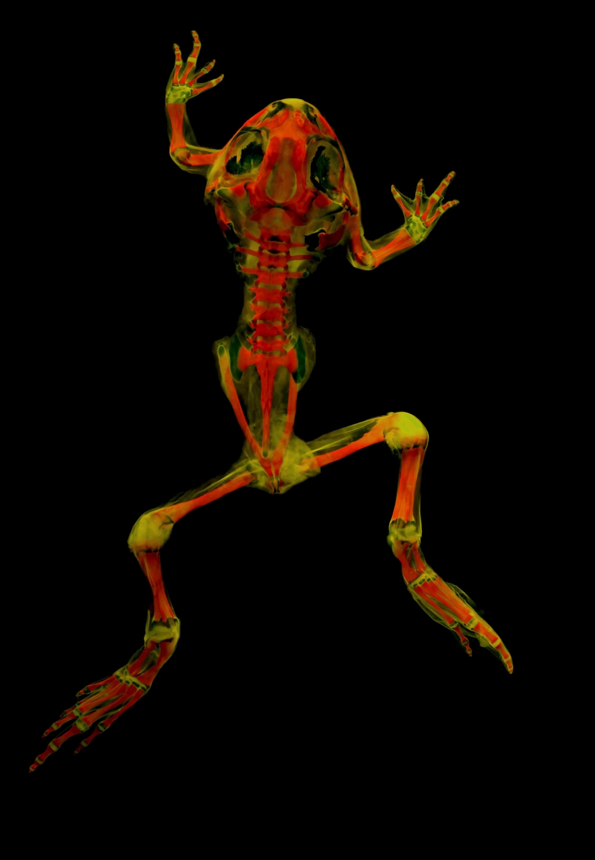 平原锄足蟾(plains spadefoot toad)分布在加拿大到墨西哥的美洲中西部,开发这种摄影技术的研究人员已经开始透过不同的波长与滤镜进行实验,看看这