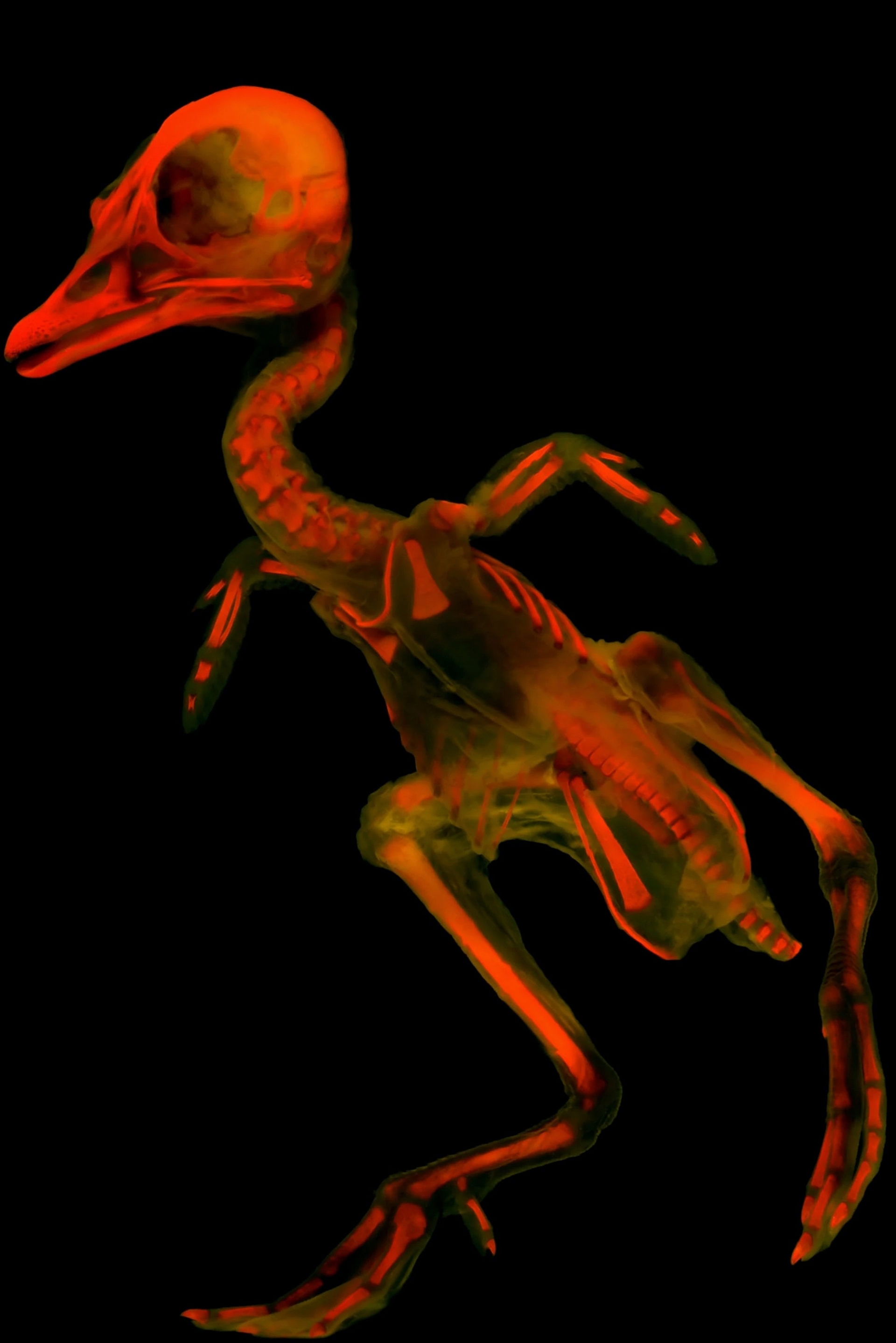 刚孵化的林鸳鸯(wood duck)发出红色萤光。在野外,它们是北美最颜色最丰富、花样最大胆的水鸟之一。 PHOTOGRAPH BY MATTHEW GIRAR