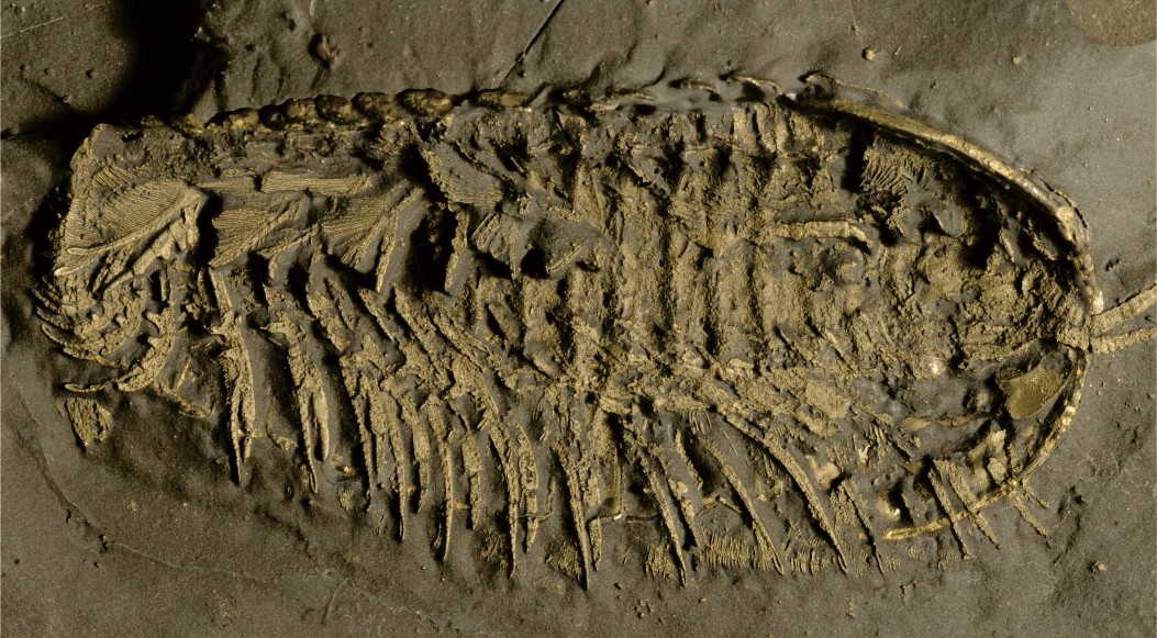 ��Ҷ��ͨ�����ǵ��Ⱥ�������