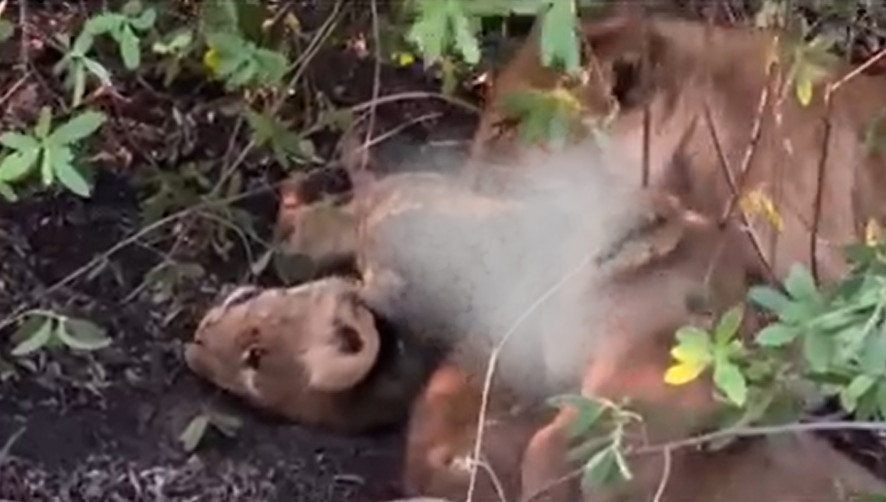 野生动物摄影师Shaun Malan分享影片:母狮带着小狮子啃食遭鳄鱼咬伤刚死不久的幼狮