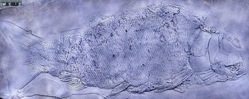 ���ݱ������ͱ걾