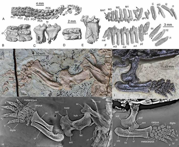 中国掘兽和陈氏掘尖齿兽牙齿和肢骨对比(毛方园供图)