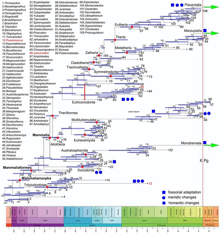 哺乳形系统发育框架及主要类群的分异时间(张驰分析)