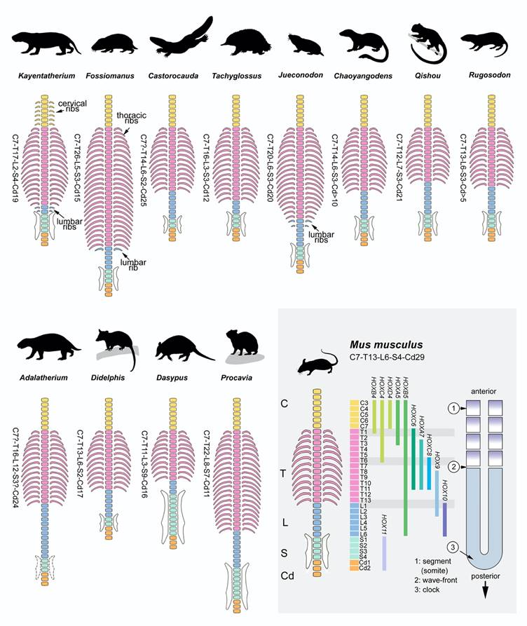 中生代哺乳形类主要生态习性代表门类脊柱对比及演化发育机制示意图(毛方园供图)