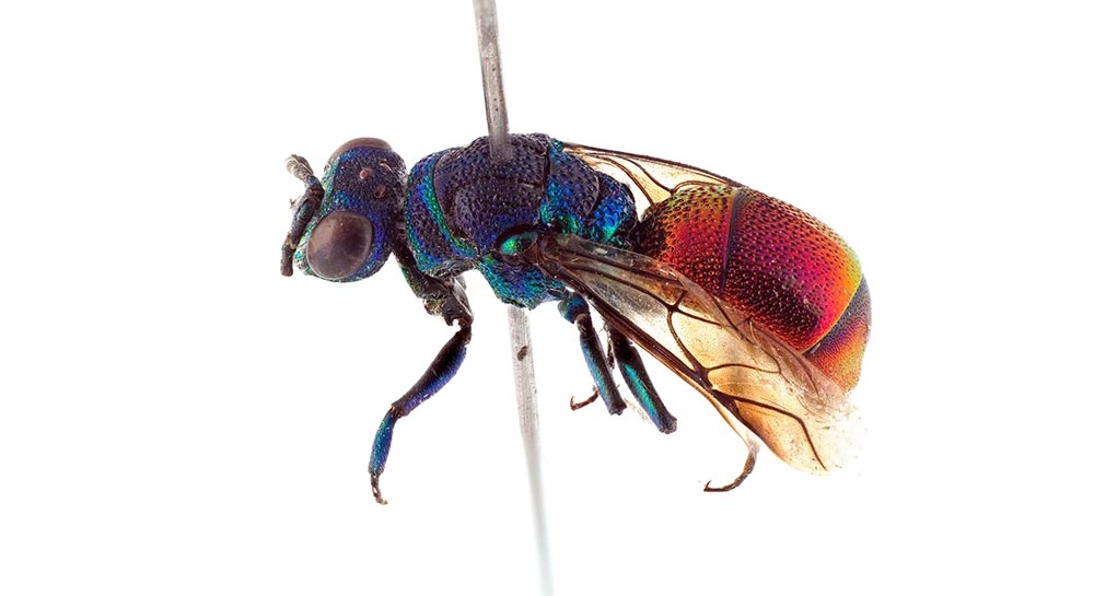 挪威发现美丽的寄生杜鹃蜂新品种Chrysis parabrevitarsis