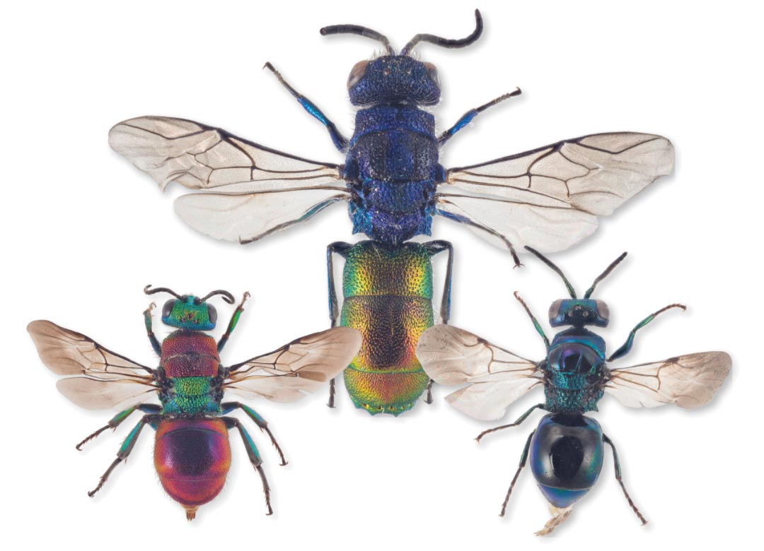 挪威发现美丽的寄生杜鹃蜂新品种Chrysis parabrevitarsis