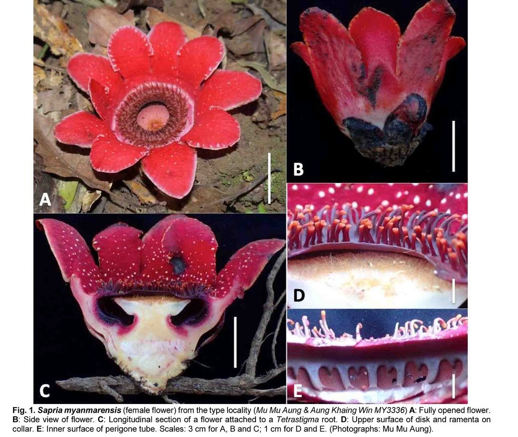 Sapria myanmarensis ɽɼ鵱سΪɽͼƬԴTaiwaniaṩ