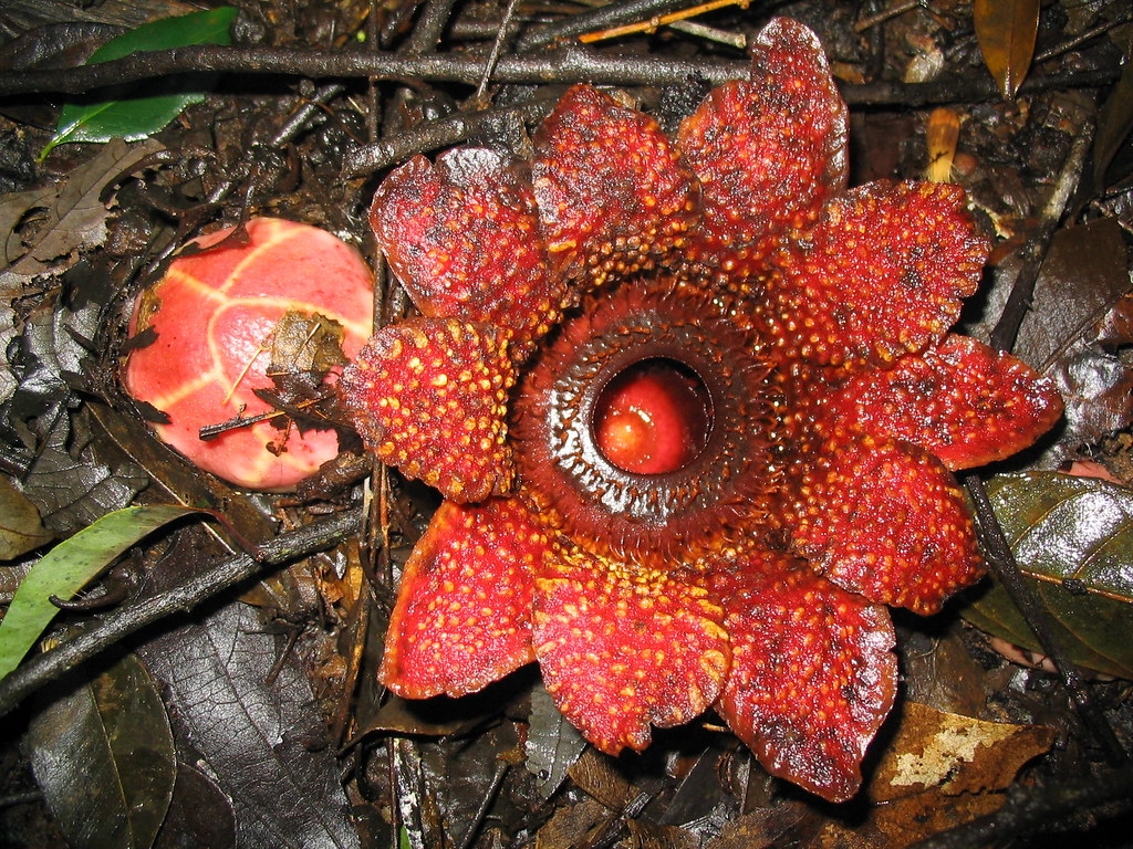 ϲżֲ򺭸顣Ӱ Andreas Fleischmann (Contact: fleischmann@lrz.uni-muenchen.d