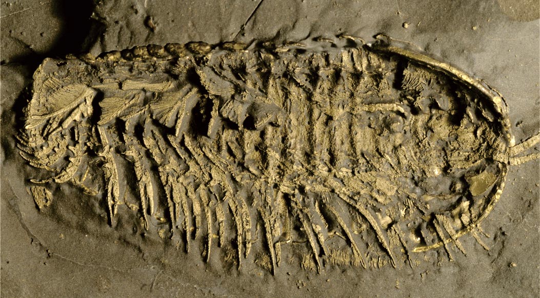 4.5����ǰ����Ҷ�����״η��ָ��Ӻ������ٵ�֤��