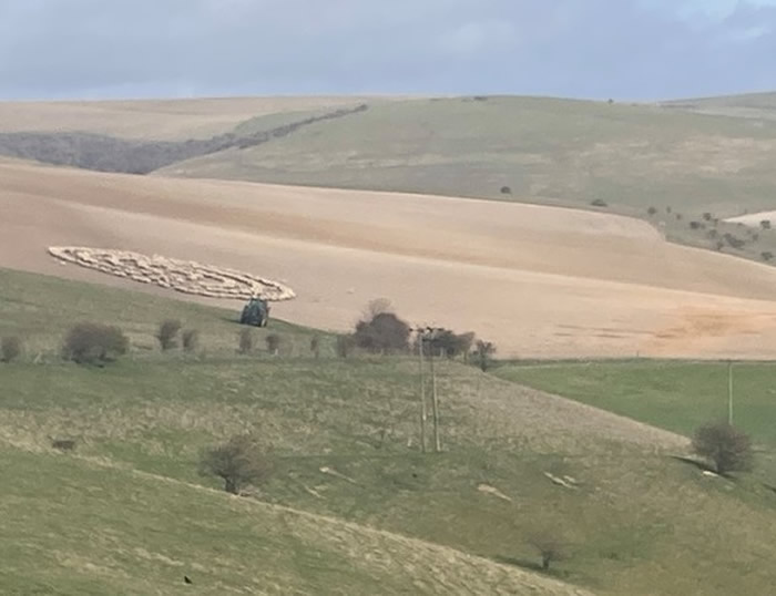 英国东萨塞克斯郡数百只绵羊围成同心圆的奇怪一幕