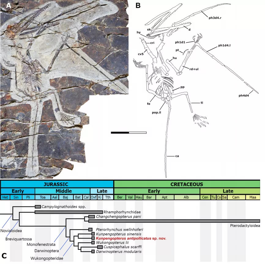 ����Ҳ�ᡰ�����֡�����������Ŷ��״��ڶ������������з���Ĵָ��������