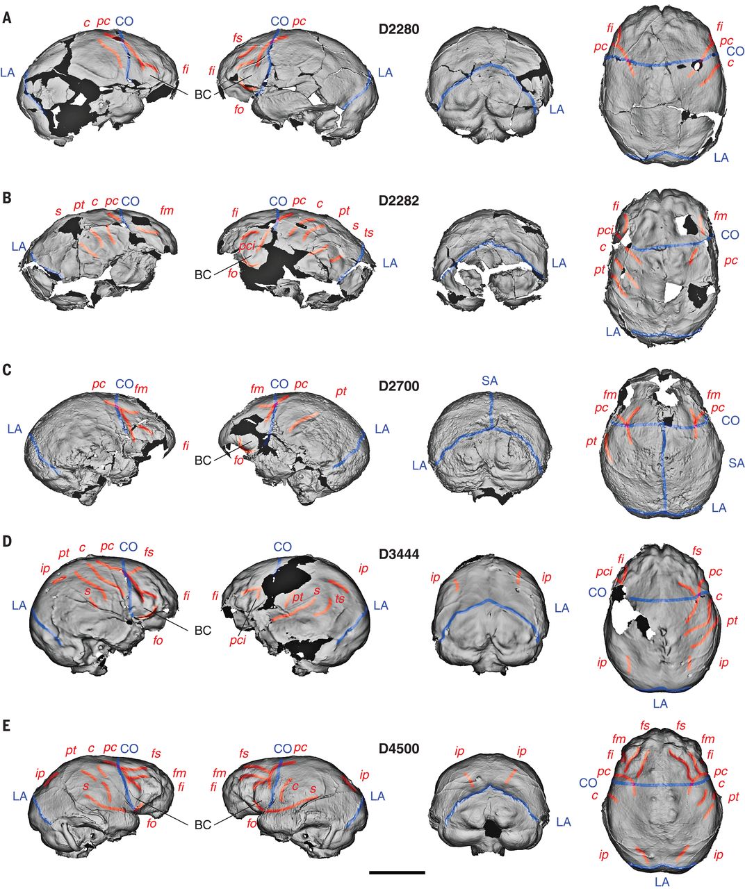 ��ʿ��������ѧ�о���ʾ��������Ĵ��Խṹ